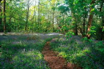 Картинка природа лес простор