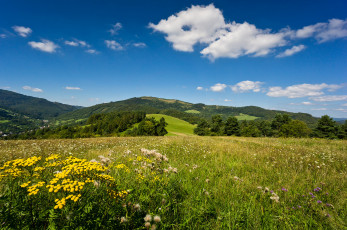 Картинка природа луга простор