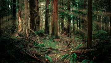 Картинка природа лес простор