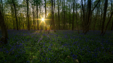 Картинка природа лес простор