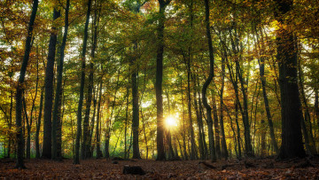 Картинка природа лес простор