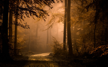 Картинка природа лес туман осень