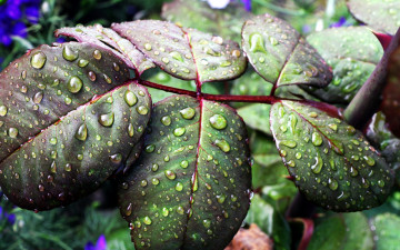 Картинка природа листья капли макро