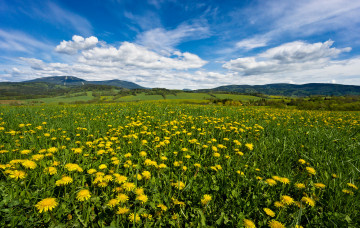 Картинка природа луга простор