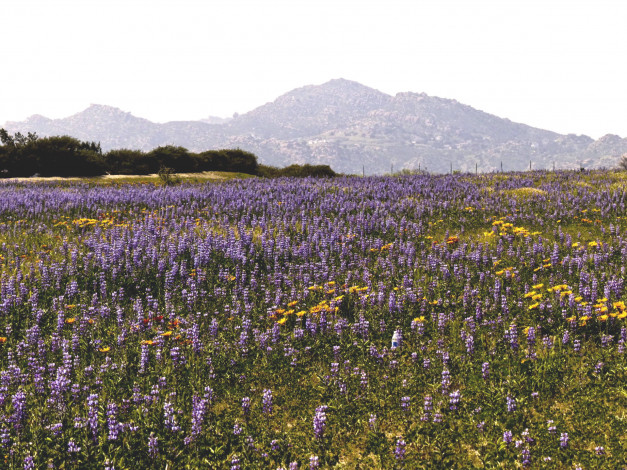 Обои картинки фото природа, луга, цветы, луг, горы