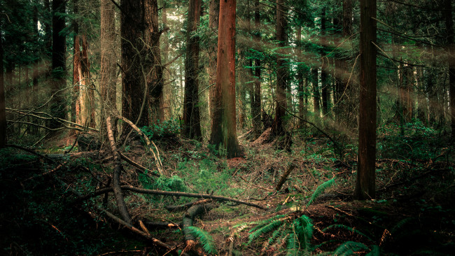 Обои картинки фото природа, лес, простор