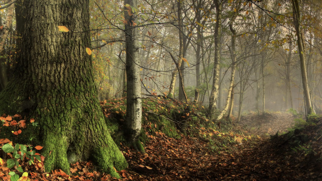 Обои картинки фото природа, лес, простор