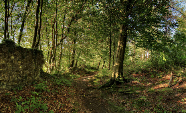 Обои картинки фото природа, лес, простор