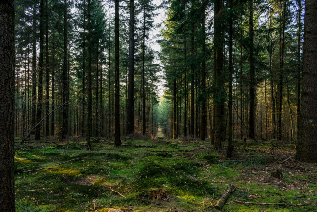 Обои картинки фото природа, лес, простор