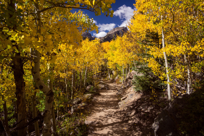 Обои картинки фото природа, лес, простор