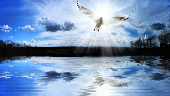 Обои картинки фото разное, компьютерный дизайн, озеро, птица, чайка, свет, облака, небо