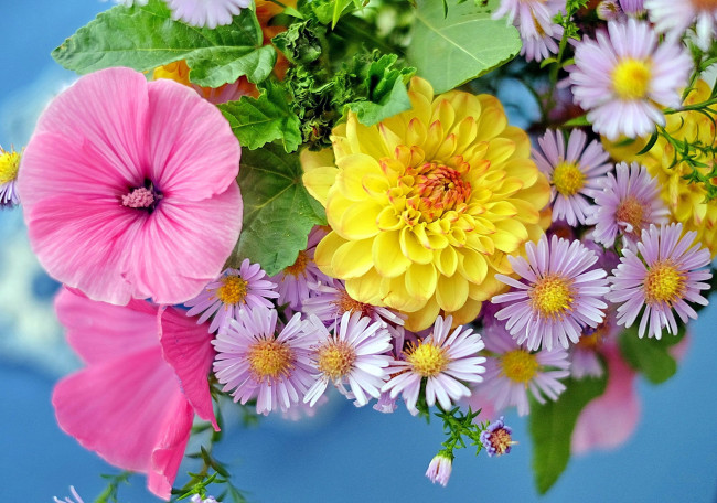 Обои картинки фото цветы, разные вместе, лаватера, георгин