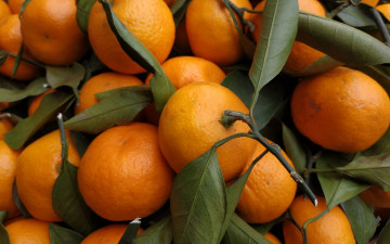 Картинка еда цитрусы мандарины