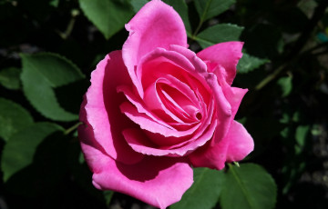 Картинка цветы розы розовая роза макро