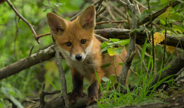Картинка животные лисы трава взгляд ветки лиса мордашка лисенок