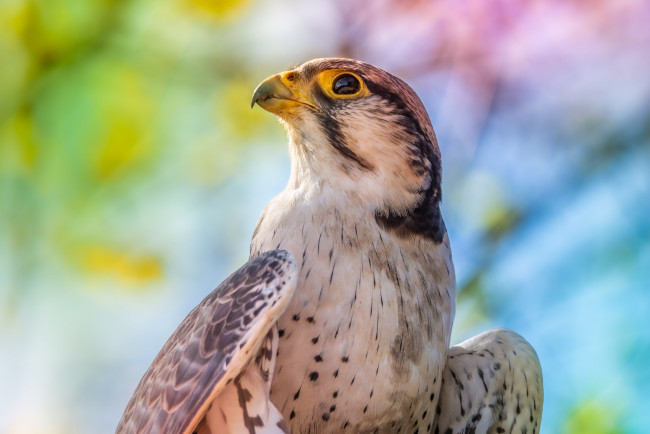 Обои картинки фото животные, птицы - хищники, взгляд, птица, портрет, сокол, боке, смотрит, вверх