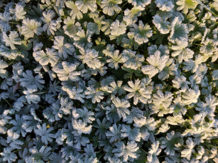 Картинка природа макро иней