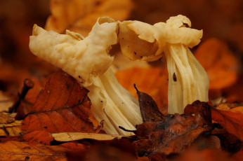 Картинка природа грибы