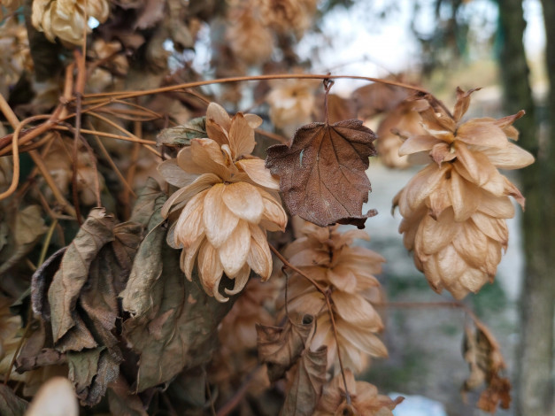 Обои картинки фото природа, шишки,  жёлуди,  каштаны, хмель