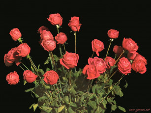 Картинка цветы розы