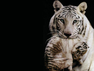 Картинка животные тигры