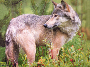 Картинка животные волки