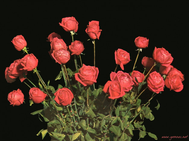 Обои картинки фото цветы, розы