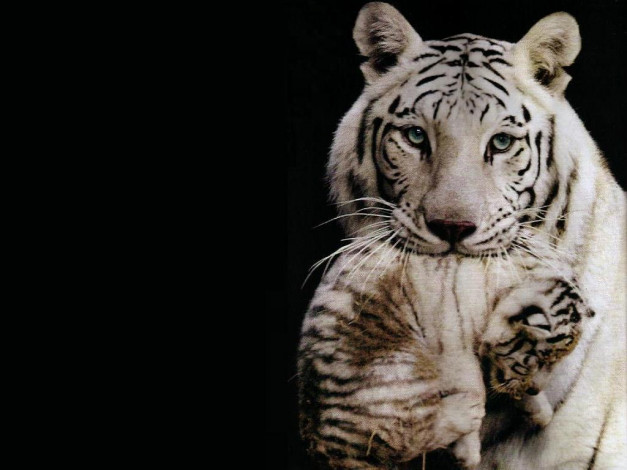 Обои картинки фото животные, тигры