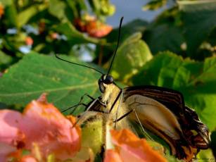 Картинка животные бабочки