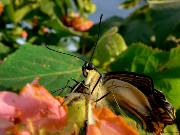 Обои картинки фото животные, бабочки