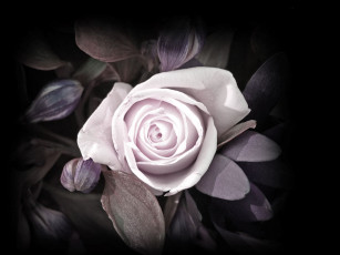 Картинка цветы розы