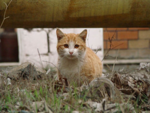 Картинка животные коты