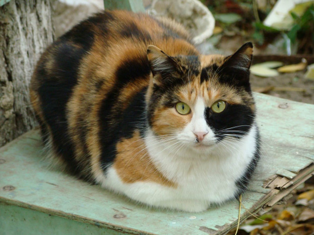 Обои картинки фото животные, коты