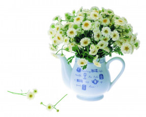 Картинка цветы ромашки