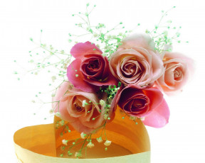 Картинка цветы розы