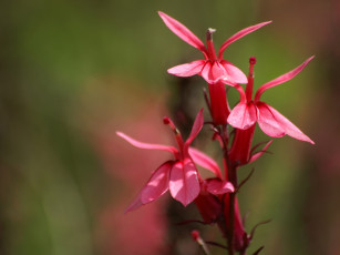 Картинка цветы