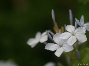 Картинка цветы флоксы