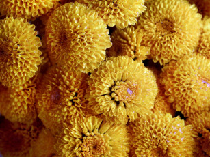 Картинка цветы хризантемы