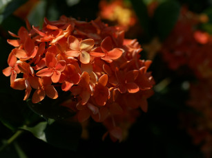 Картинка цветы клеродендрумы