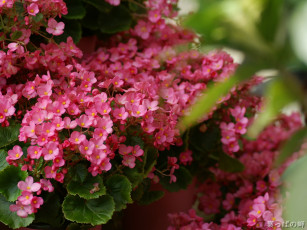 Картинка цветы лантана вербена