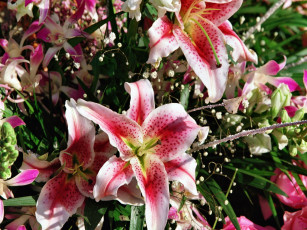 Картинка цветы лилии лилейники