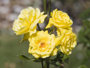 Картинка цветы розы