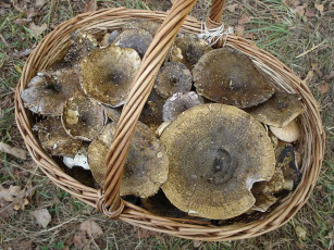 Картинка еда грибы грибные блюда