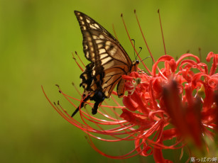 Картинка животные бабочки