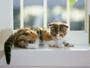 Картинка животные коты