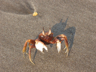 Картинка животные крабы раки