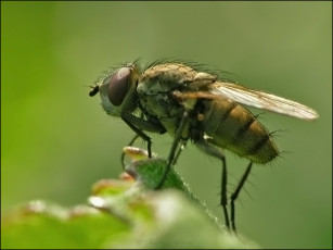 Картинка животные насекомые