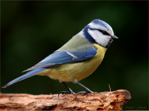 Картинка животные синицы лазоревки