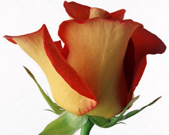 Обои картинки фото цветы, розы