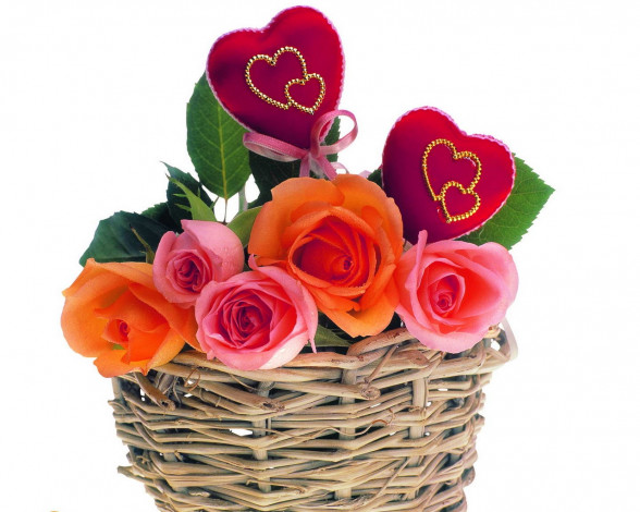 Обои картинки фото цветы, розы